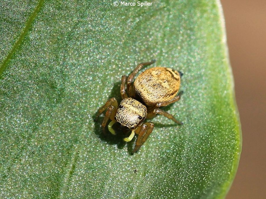 Salticidae:  Heliophanus tribulosus, femmina  - Vicenza nord